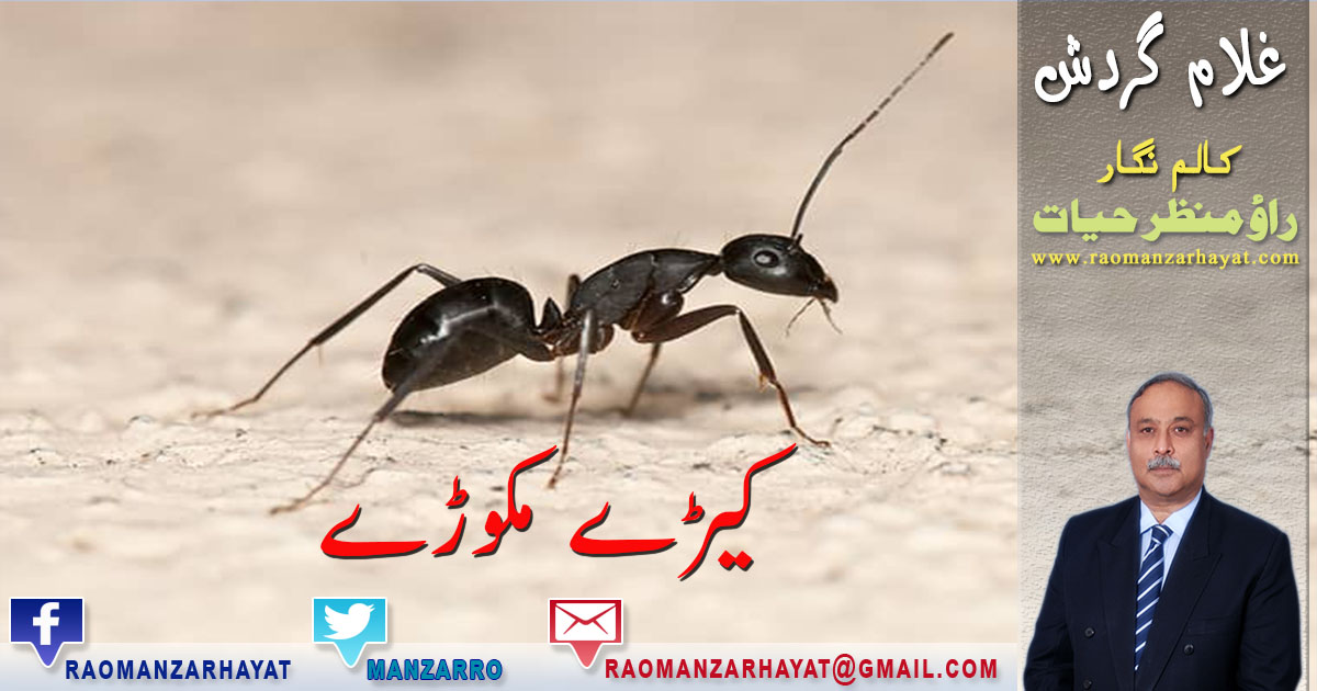 Keeray کیڑے مکوڑے